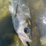 【保存版】リバーシーバスの正しいリリース方法｜魚と川を守るためにできること【RIVERIST】