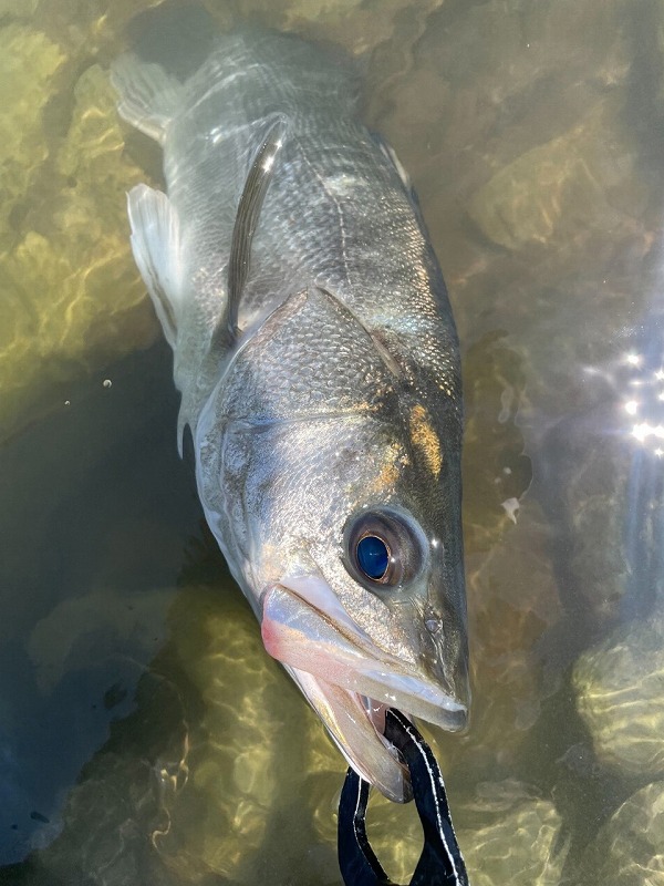 【保存版】リバーシーバスの正しいリリース方法｜魚と川を守るためにできること【RIVERIST】