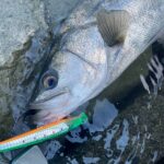 【保存版】リバーシーバスの正しいリリース方法｜魚と川を守るためにできること【RIVERIST】
