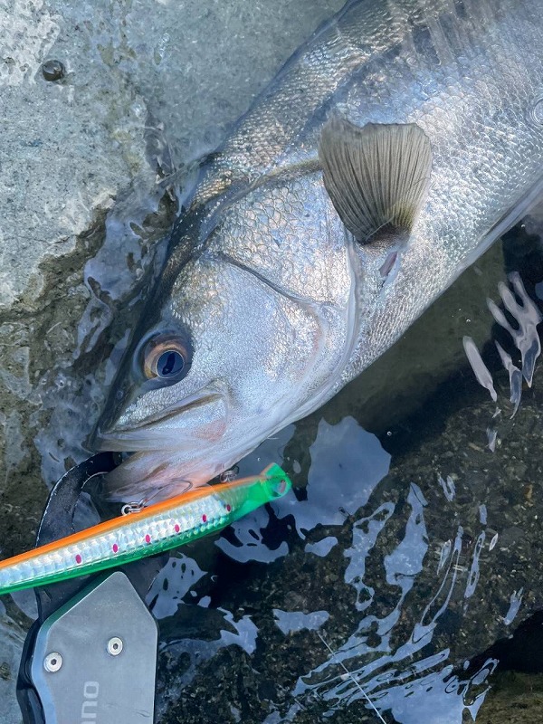 「【保存版】リバーシーバスの正しいリリース方法｜魚と川を守るためにできること【RIVERIST】」のアイキャッチ画像