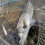 【完全攻略】アイマ・プガチョフコブラ徹底解説｜ボイルも冬の止水も獲る“水平ペンシル”の真髄【RIVERIST】