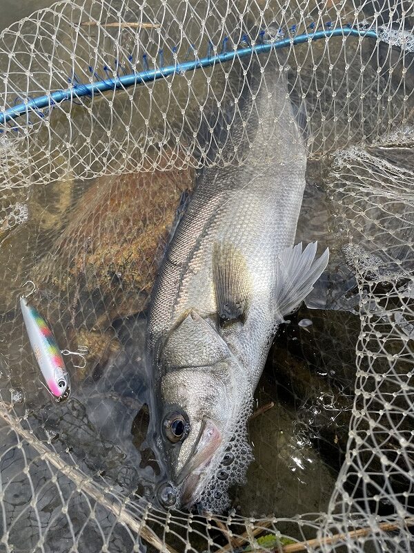 【完全攻略】アイマ・プガチョフコブラ徹底解説｜ボイルも冬の止水も獲る“水平ペンシル”の真髄【RIVERIST】