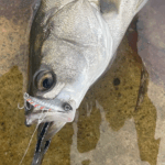 【実釣レビュー】コアマン IP-16HL徹底解説｜小粒ボディに秘めた“強波動”の衝撃【RIVERIST】